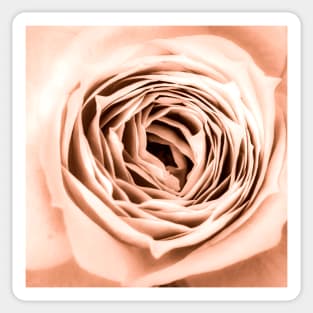 ROSE Sticker